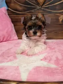 Biewer fenka Doris hledá domov plný lásky