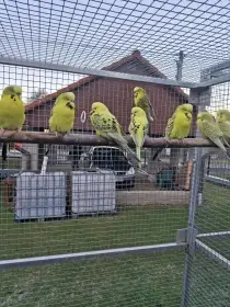 Prodám letošní kroužkované andulky TCB (Texas clear body)