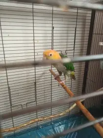 Amazonek bělobřichý