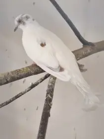 Holoubek diamantový