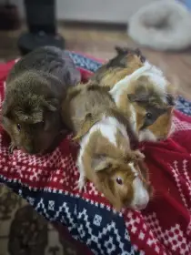 Daruji 3 mořčecí holčičky