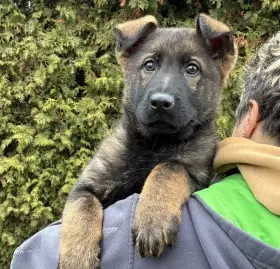 Německý ovčák krásný pejsek odběr ihned