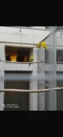 Prodám papoušek horský a další..