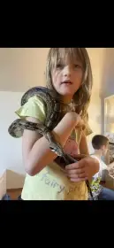 Hroznýš Královský s teráriem