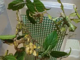 Strašilka australská -Extatosoma tiaratum