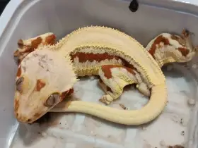 Pagekon řásnatý samci lw