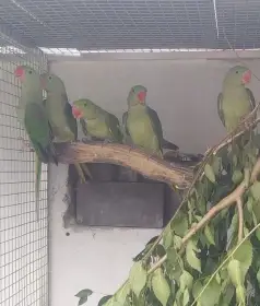 Prodám Alexandry velké