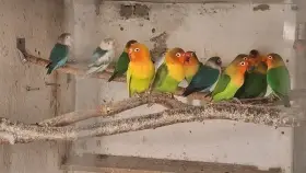 Chovné hejno agapornis fišerův