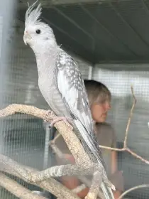 Prodám samce korely bělohlavé