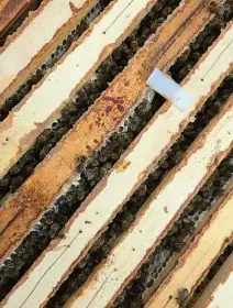 Celá včelstva, včely, včelstva