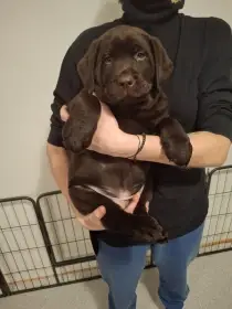 Čokoládová štěňátka labradora s PP
