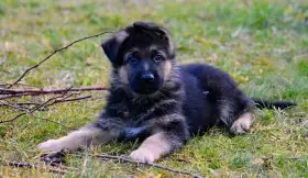 Německý ovčák - štěňátka s PP