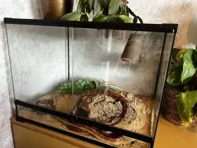 Prodám hada s terárkem