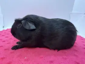 Morče crested sameček černá s PP