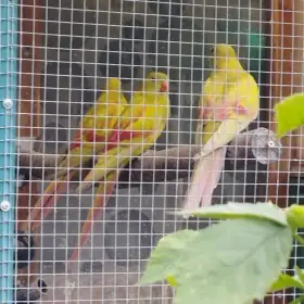 Papoušek horský pastel