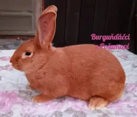 Burgundský králík s PP - samečci a samičky