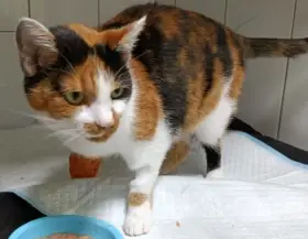 Kočička Bára hledá nový domov