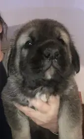 Štěňátka k odběru od 20.ledna 2026