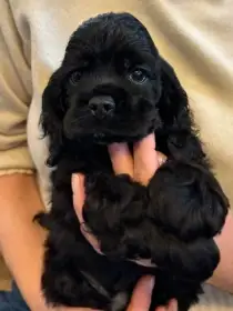 Americký kokrspanel s PP