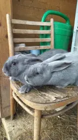 Moravský modrý králík