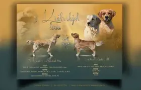 Zlatý retrívr štěňata s průkazem původu