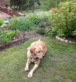 Labrador pes dospělý