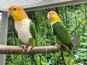 Amazónek bělobřichý zelenopunčoškový