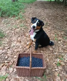 Appenzellský salašnický pes hledá nový domov