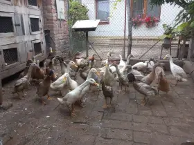 Indický běžec mix barev