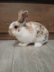 Prodám 2 zakrsle samičky