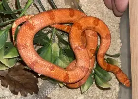 Mexicana Pastelking,granit