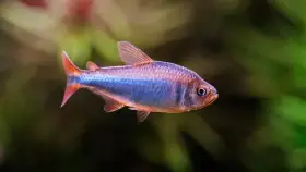 Tetra wadai (Blueberry Tetra)