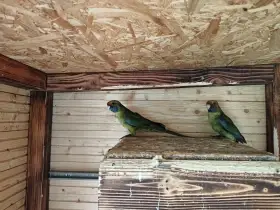 Rozela žlutobřichá