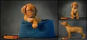 Rhodéský Ridgeback - štěňátka s PP