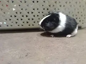 Bílý čumáček - asi kluk