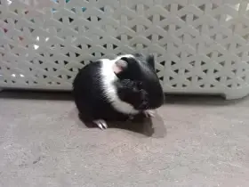 Bílé ouško - asi holka