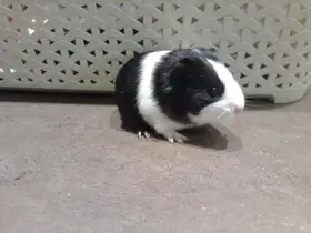 Bílý čumáček - asi kluk