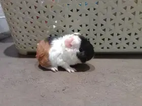 Trikolora - asi holka