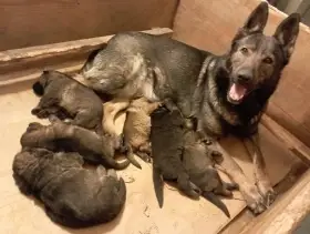 Německý ovčák štěnata s PP