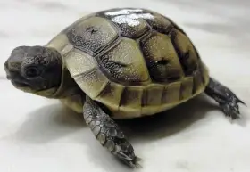 Želvy žlutohnědé
