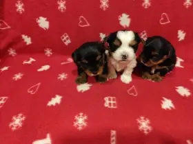 Jorkšírský terier bez PP