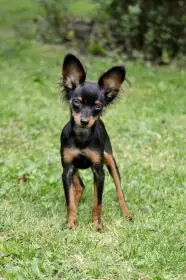 Pražský krysařík s PP FCI