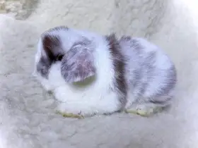 Vymazlení králíčci minilop na prodej