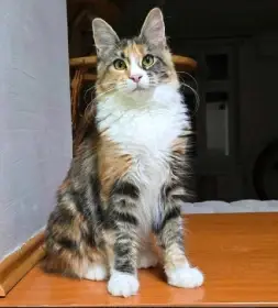 Teri -Mainská mývalí kočka s PP