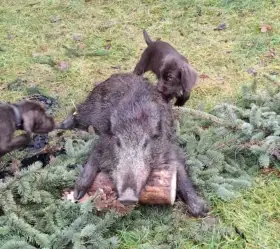 Poslední pejsek a fenka Pudlpointra