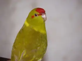 Prodám kakariki rudočelé