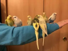 Prodám mladé andulky po vylétnutí z budky