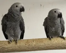 Prodám Žako šedý 1,1