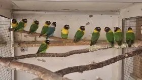 Agapornis škraboškový