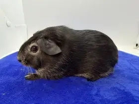 Morče hladké samička fox černá s bílou